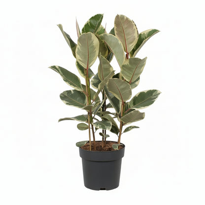 Ficus Elastica Tineke - Ø17cm - ↕50cm - Verdeia