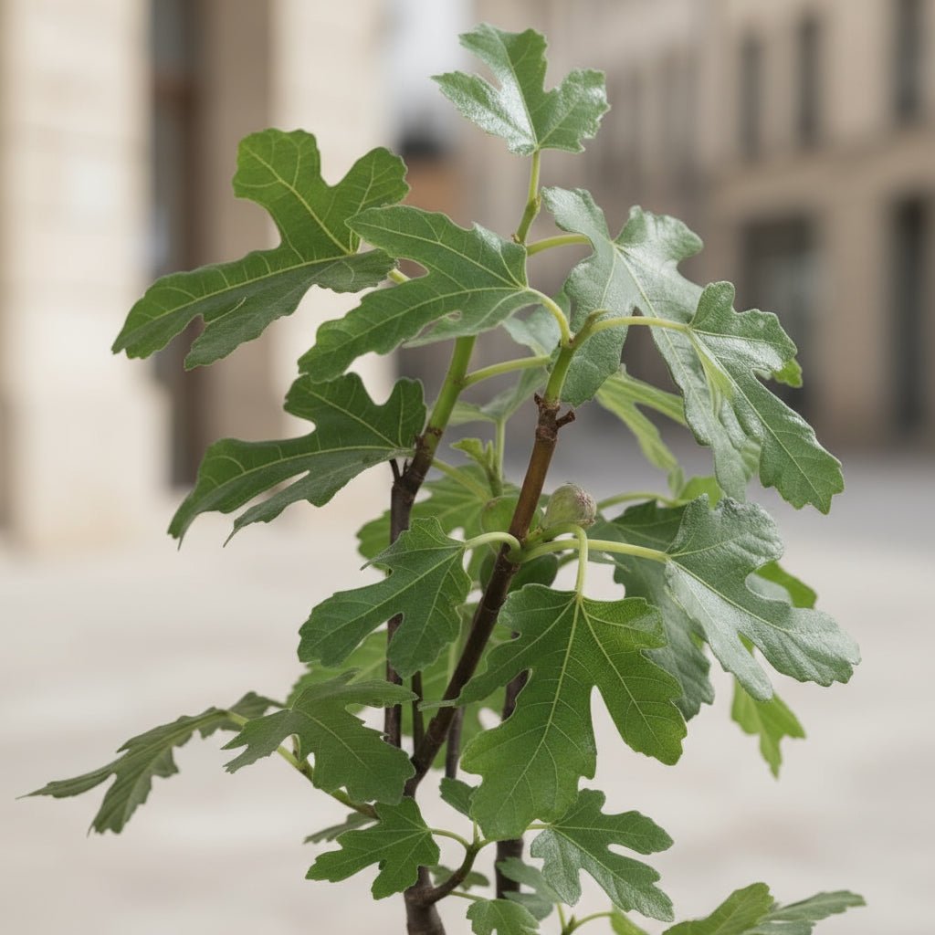 Ficus Gustissimo Perretta – Higuera enana – D13 x H45 cm - Verdeia - 4