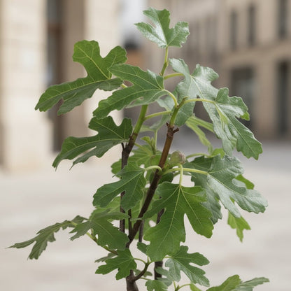 Ficus Gustissimo Perretta – Figuier nain – Ø13cm – ↨45cm - Verdeia