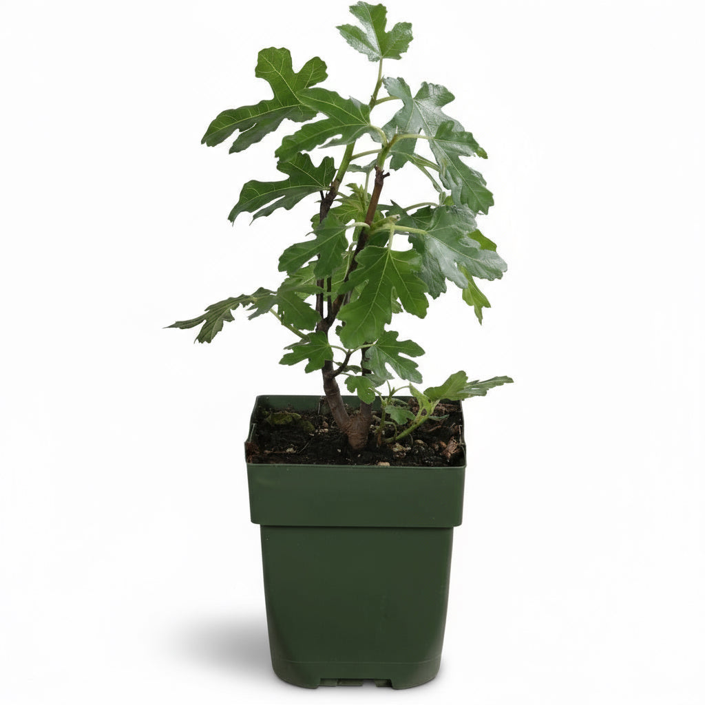Ficus Gustissimo Perretta – Higuera enana – D13 x H45 cm - Verdeia - 2