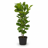 Ficus Lyrata buissonnant H150 cm | Pot Ø27 cm - Verdeia - 1
