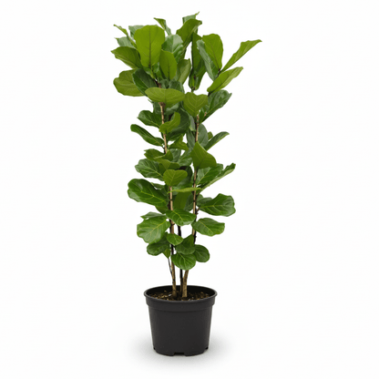 Ficus Lyrata buissonnant H150 cm | Pot Ø27 cm - Verdeia - 1