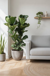 Ficus lyrata (Ficus lyre touffu) H100 cm | Pot Ø27 cm - Verdeia - 4