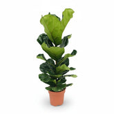 Ficus lyrata (Ficus lyre) - Verdeia - 5