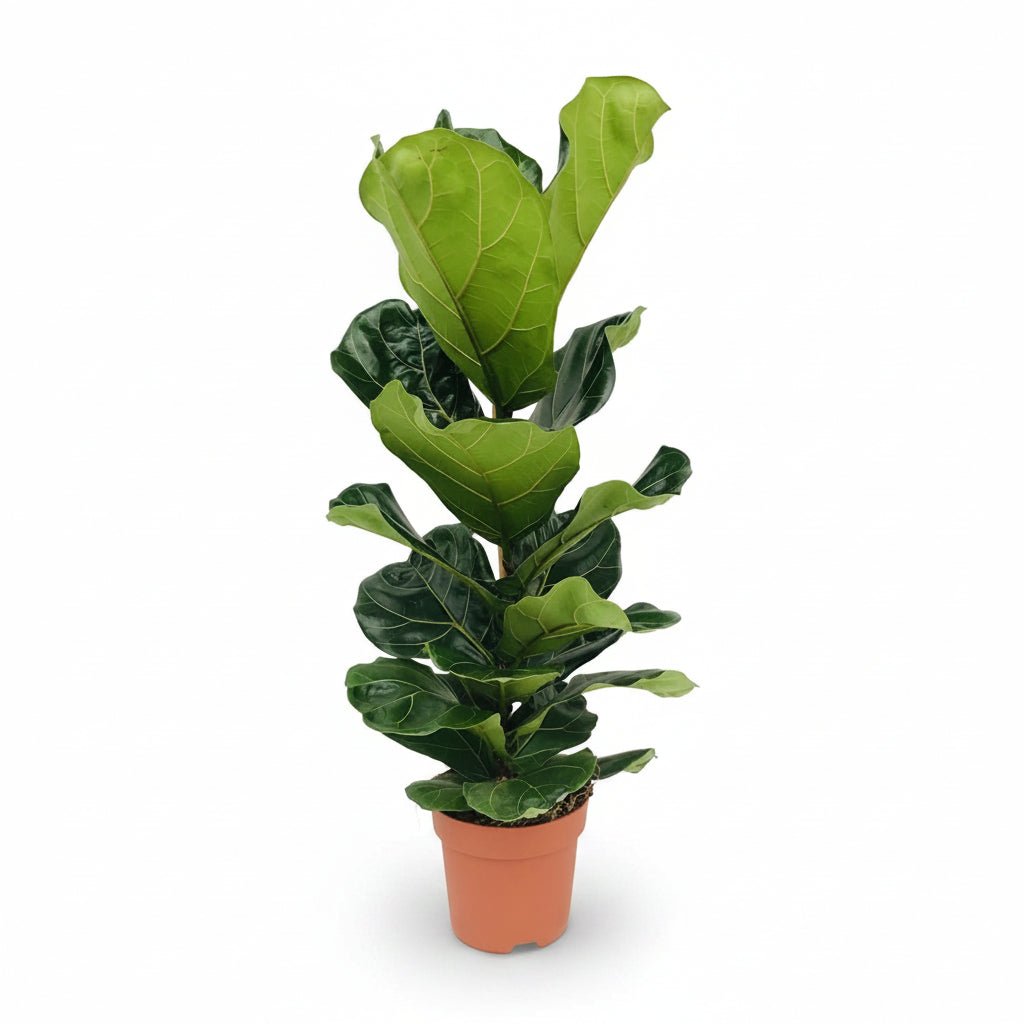 Ficus lyrata (Ficus lyre) - Verdeia - 5