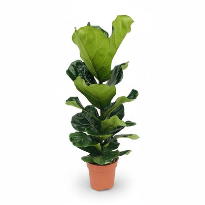 Ficus lyrata (Ficus lyre) - Verdeia - 5