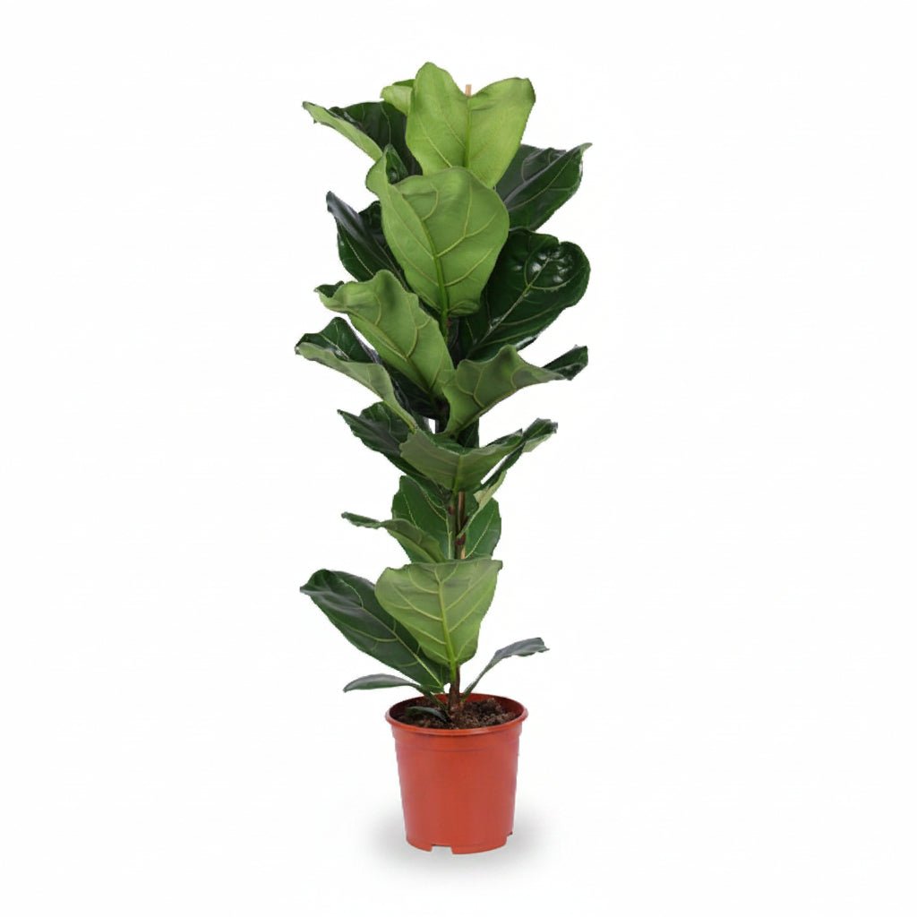 Ficus lyrata (Ficus lyre) - Verdeia - 4