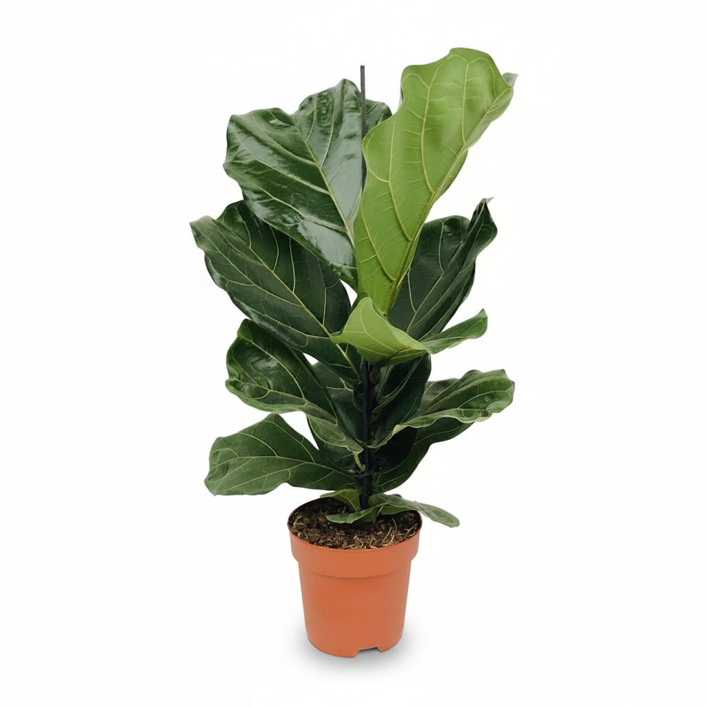 Ficus lyrata (Ficus lyre) - Verdeia - 1