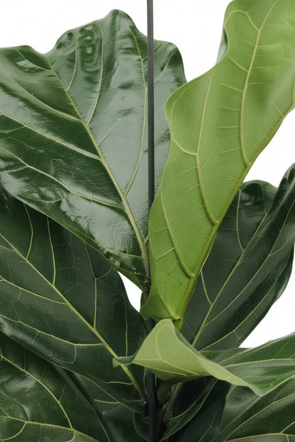Ficus lyrata (Ficus lyre) - Verdeia - 2