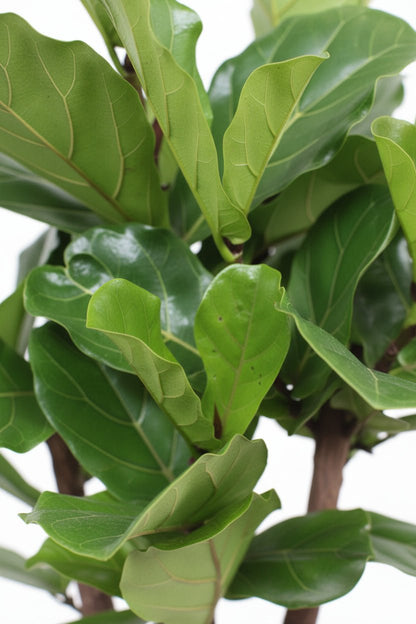 Ficus lyrata ramifié (Ficus lyre) H120 cm | Pot Ø27 cm - Verdeia - 2