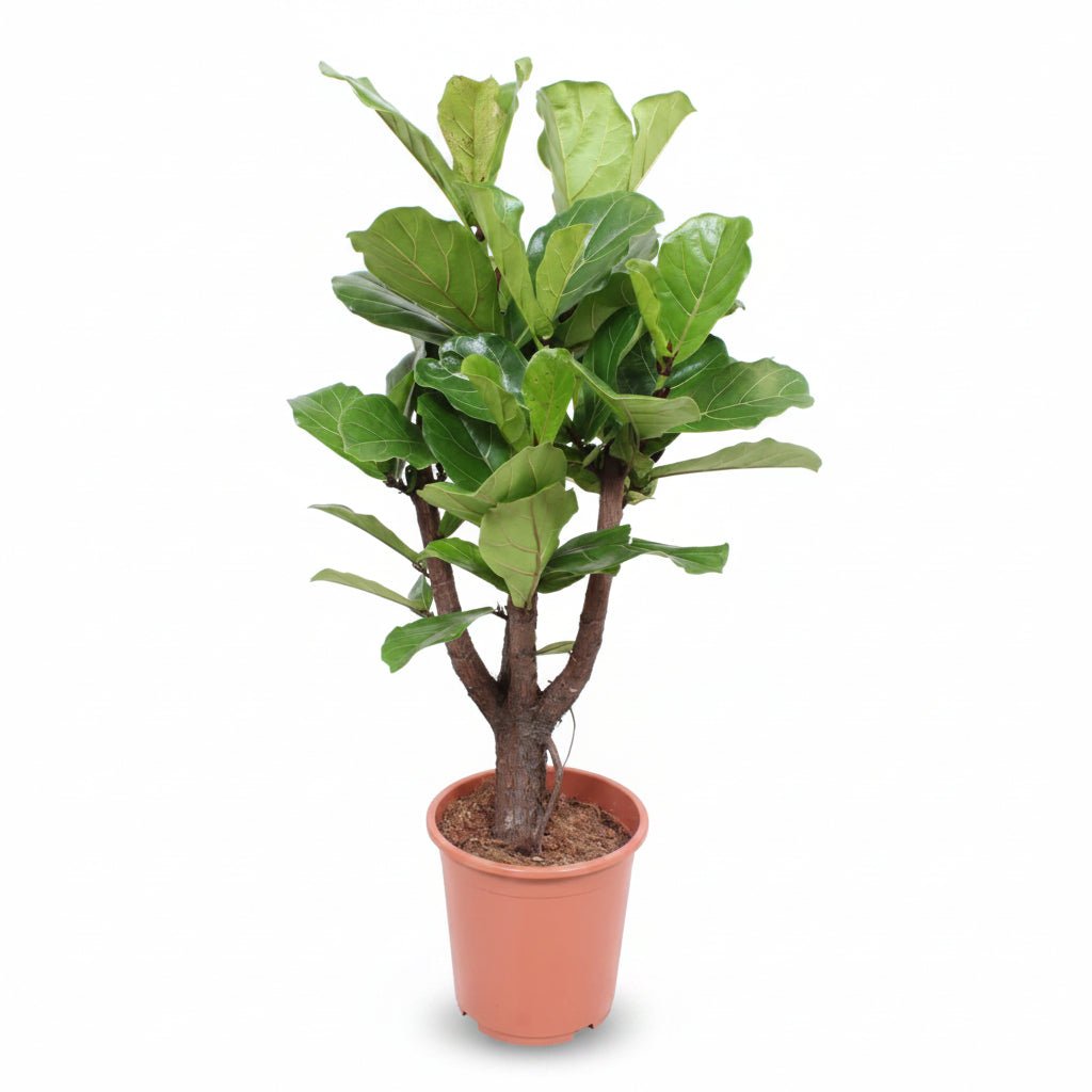 Ficus lyrata ramifié (Ficus lyre) H120 cm | Pot Ø27 cm - Verdeia - 1