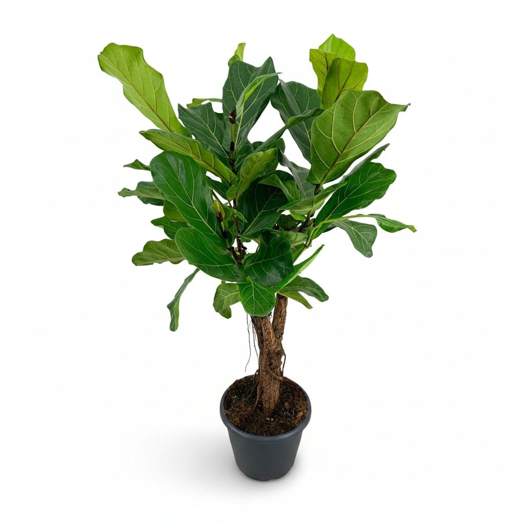 Ficus lyrata ramifié (Ficus lyre) - Verdeia - 6
