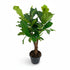 Ficus lyrata ramificado (Ficus lira) - Verdeia - 6