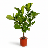 Ficus lyrata větvený (Interiérový fíkovník lyra) - Verdeia - 10