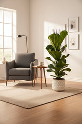 Ficus lyrata větvený (Interiérový fíkovník lyra) - Verdeia - 14