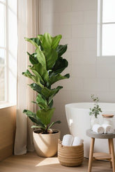 Ficus lyrata větvený (Interiérový fíkovník lyra) - Verdeia - 13