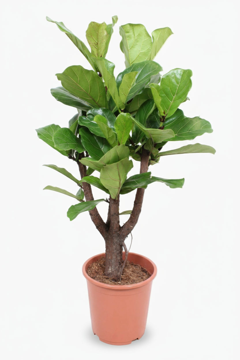 Ficus lyrata ramifié – Figuier lyre d’intérieur - Verdeia