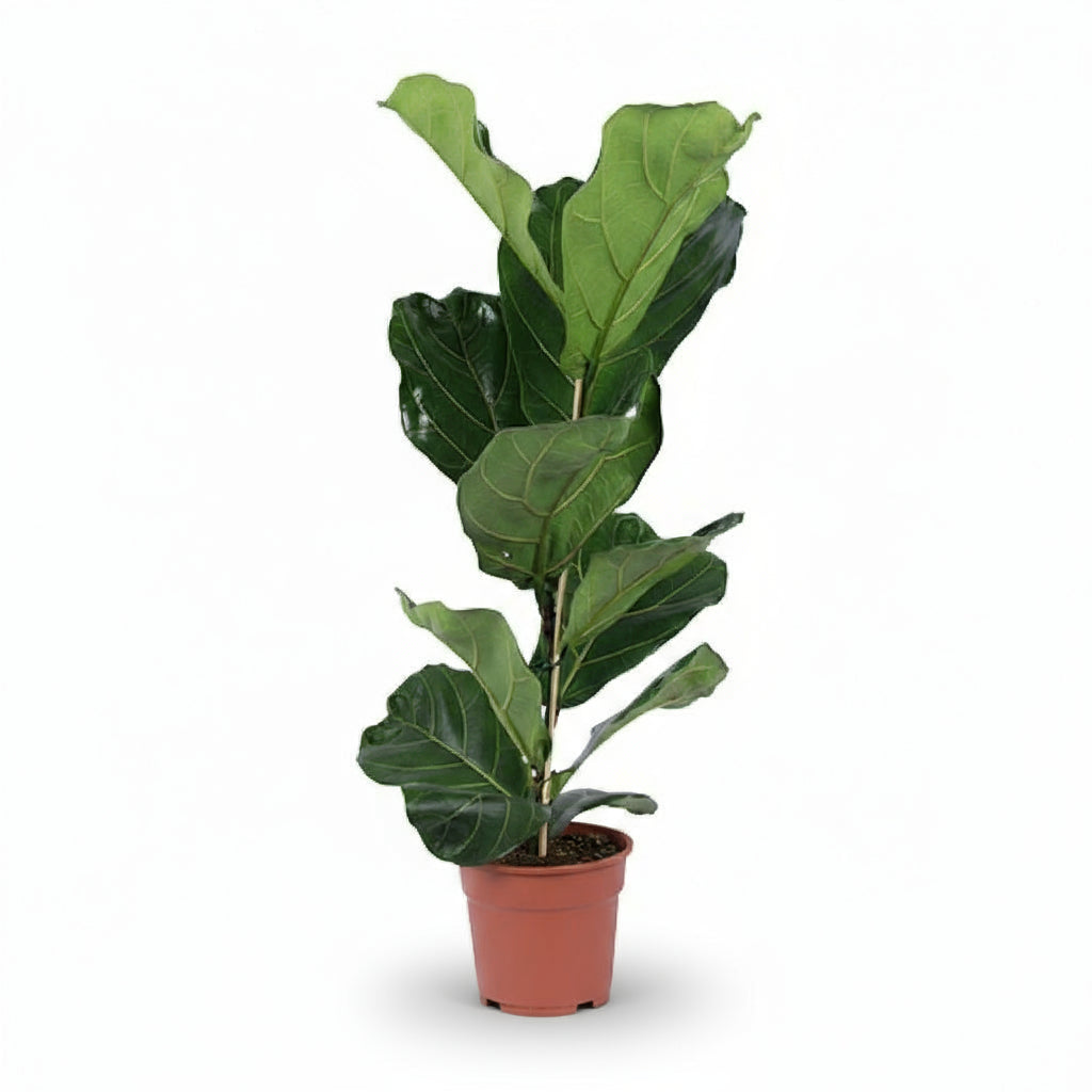 Ficus lyrata ramifié – Figuier lyre d’intérieur - Verdeia