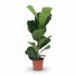 Ficus lyrata ramifié – Figuier lyre d’intérieur - Verdeia