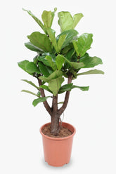 Ficus lyrata ramificado – Higuera lira de interior - Verdeia - 9
