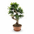 Ficus microcarpa &