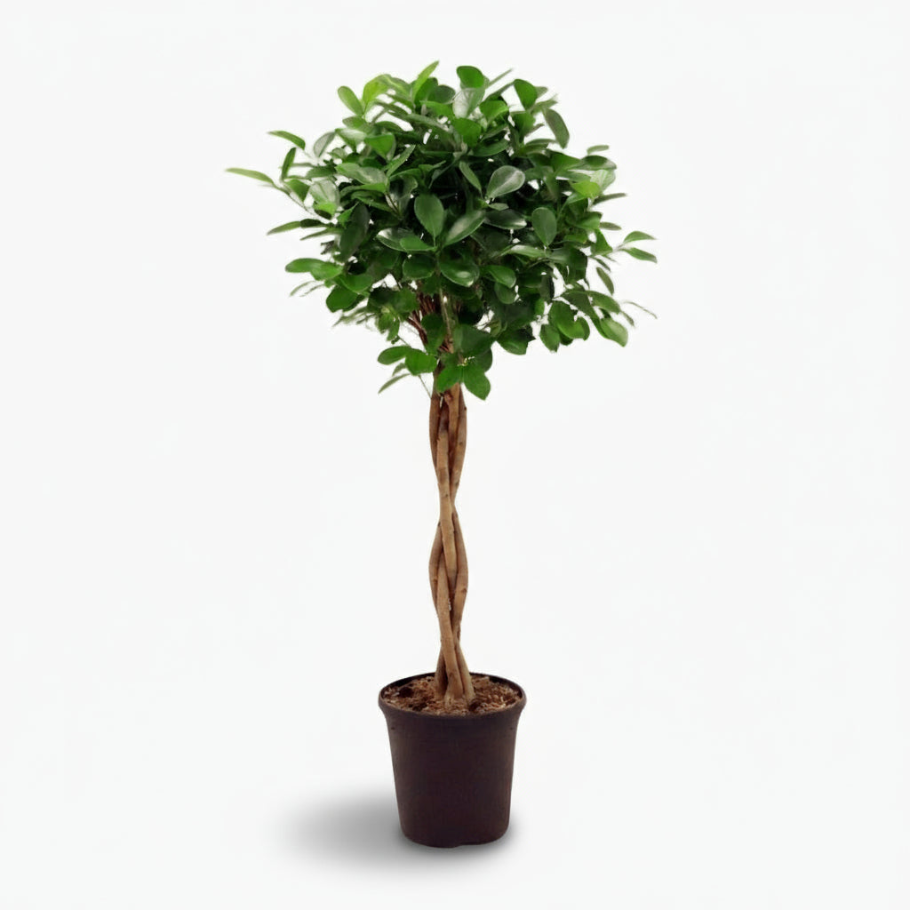 Ficus microcarpa ‘Moclame’ – Figuier d’intérieur élégant - Verdeia