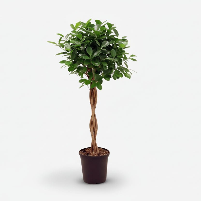 Ficus microcarpa &