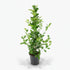 Ficus Microcarpa Moclame – Ø21 cm – H95 cm - Verdeia - 1