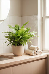 Helecho Cocodrilo — Microsorum Crocodyllus — Ø12 cm — H30 cm - Verdeia - 4