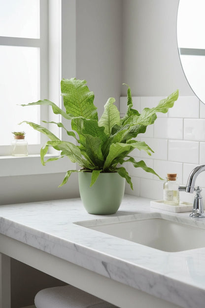 Helecho Cocodrilo — Microsorum Crocodyllus — Ø12 cm — H30 cm - Verdeia - 1