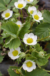 Fragaria x ananassa &