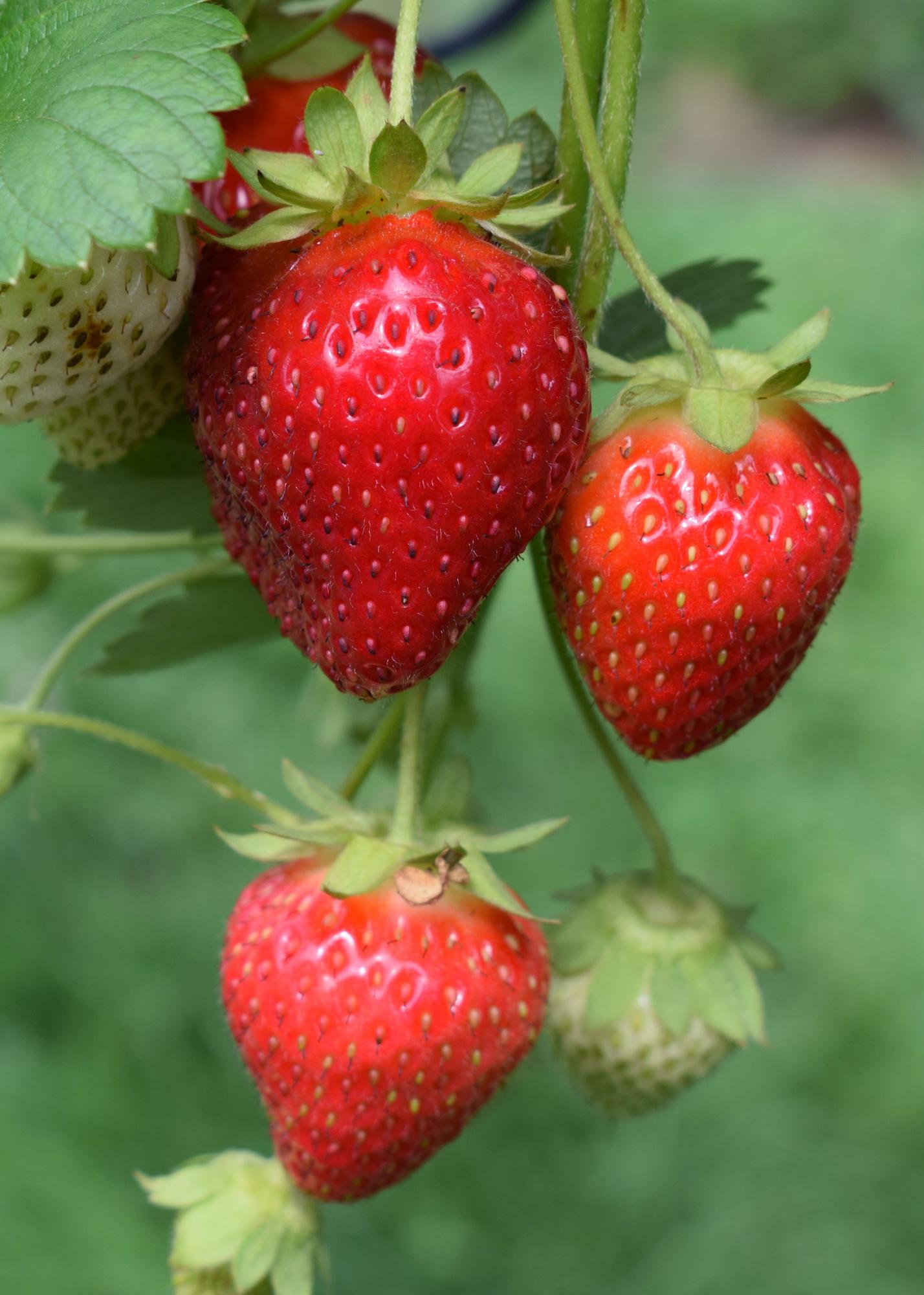 Fragaria x ananassa &