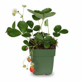Fragaria x ananassa &