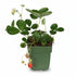 Fragaria x ananassa &