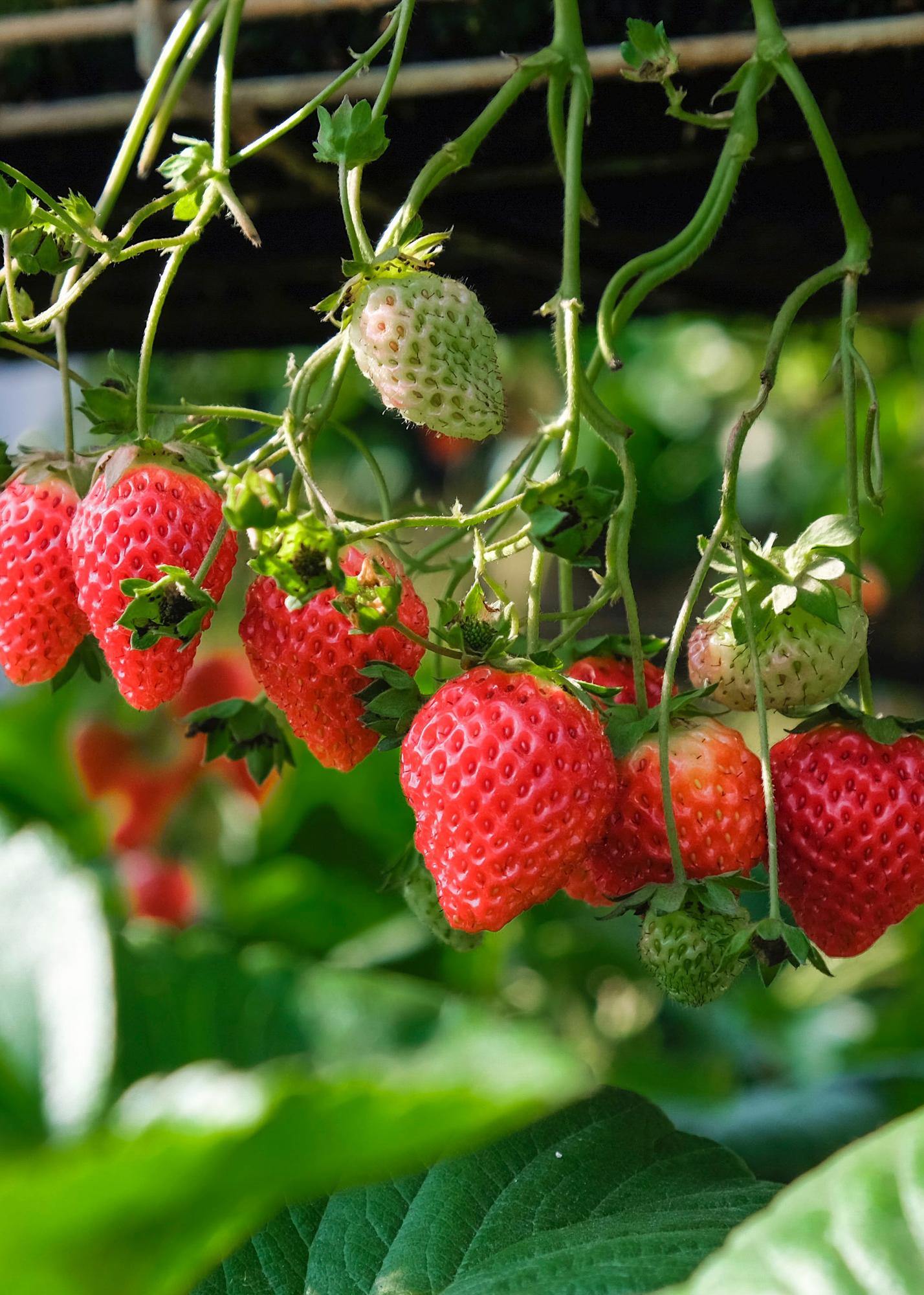 Fragaria x ananassa &