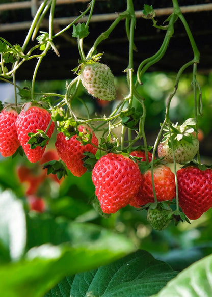 Fragaria x ananassa &