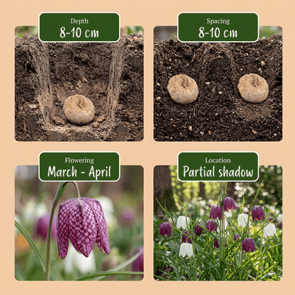 Fritilaria ajedrezada, mezcla de colores (Fritillaria meleagris) — Bulbos calibre 6/7 - Verdeia - 6