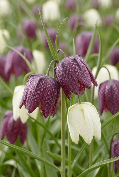 Fritilaria ajedrezada, mezcla de colores (Fritillaria meleagris) — Bulbos calibre 6/7 - Verdeia - 1