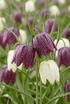 Fritilaria ajedrezada, mezcla de colores (Fritillaria meleagris) — Bulbos calibre 6/7 - Verdeia - 1