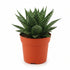 Gasteria Híbrido Aurora — Ø11 cm — H15 cm - Verdeia - 1