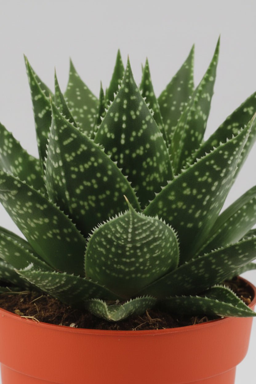 Gasteria Híbrido Aurora — Ø11 cm — H15 cm - Verdeia - 2