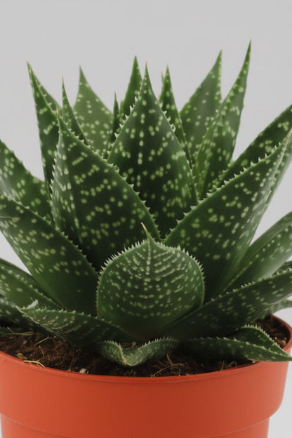 Gasteria Híbrido Aurora — Ø11 cm — H15 cm - Verdeia - 2