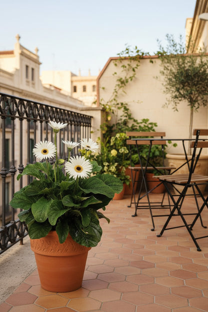 Gerbera Garvinea blanc (Gerbera vivace) - H50 cm | Pot Ø19 cm - Verdeia - 3