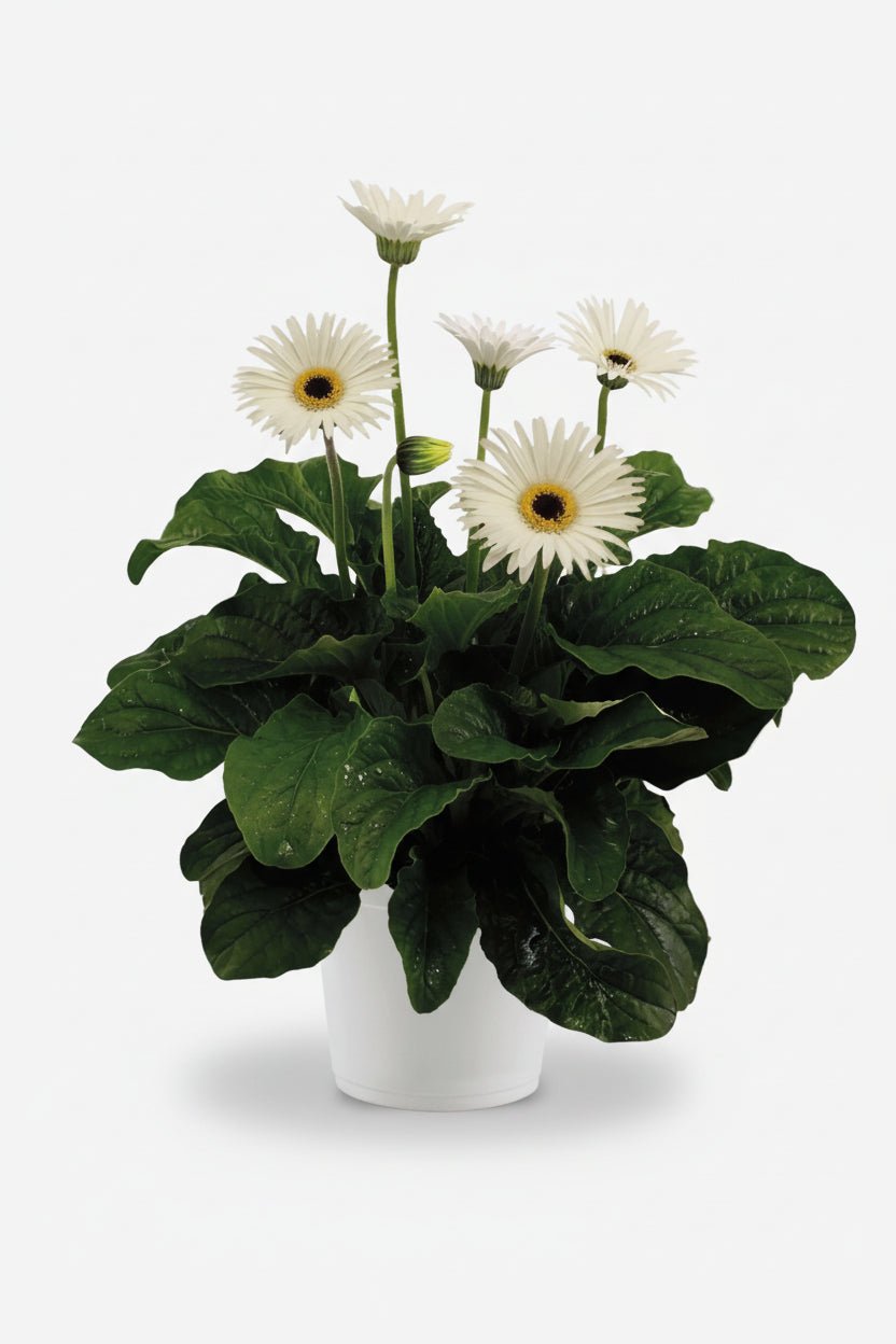 Gerbera Garvinea blanc (trvalá gerbera) - H50 cm | Květináč Ø19 cm - Verdeia - 1