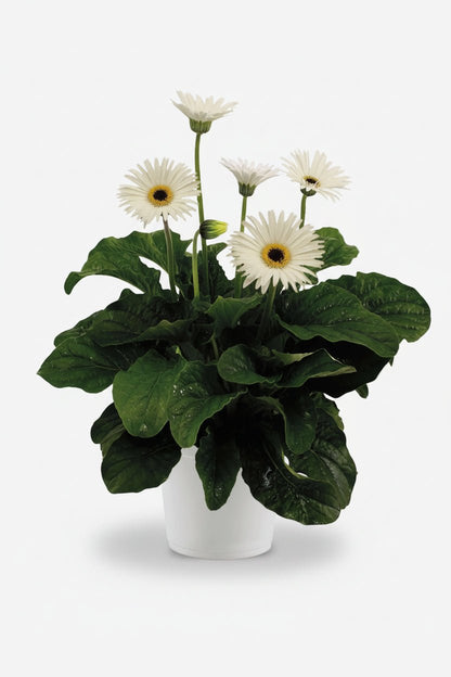 Gerbera Garvinea blanc (Gerbera vivace) - H50 cm | Pot Ø19 cm - Verdeia - 1