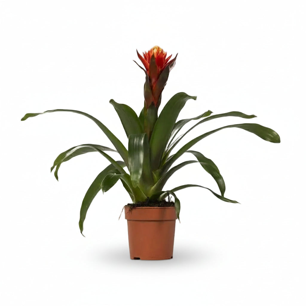 Guzmania Felicidad - Ø12 H45 - Verdeia - 1