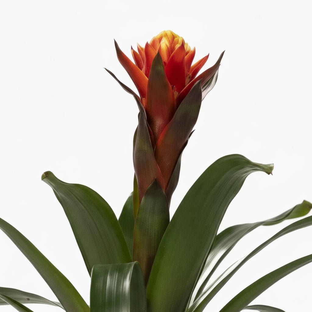Guzmania Felicidad - Ø12 H45 - Verdeia - 2