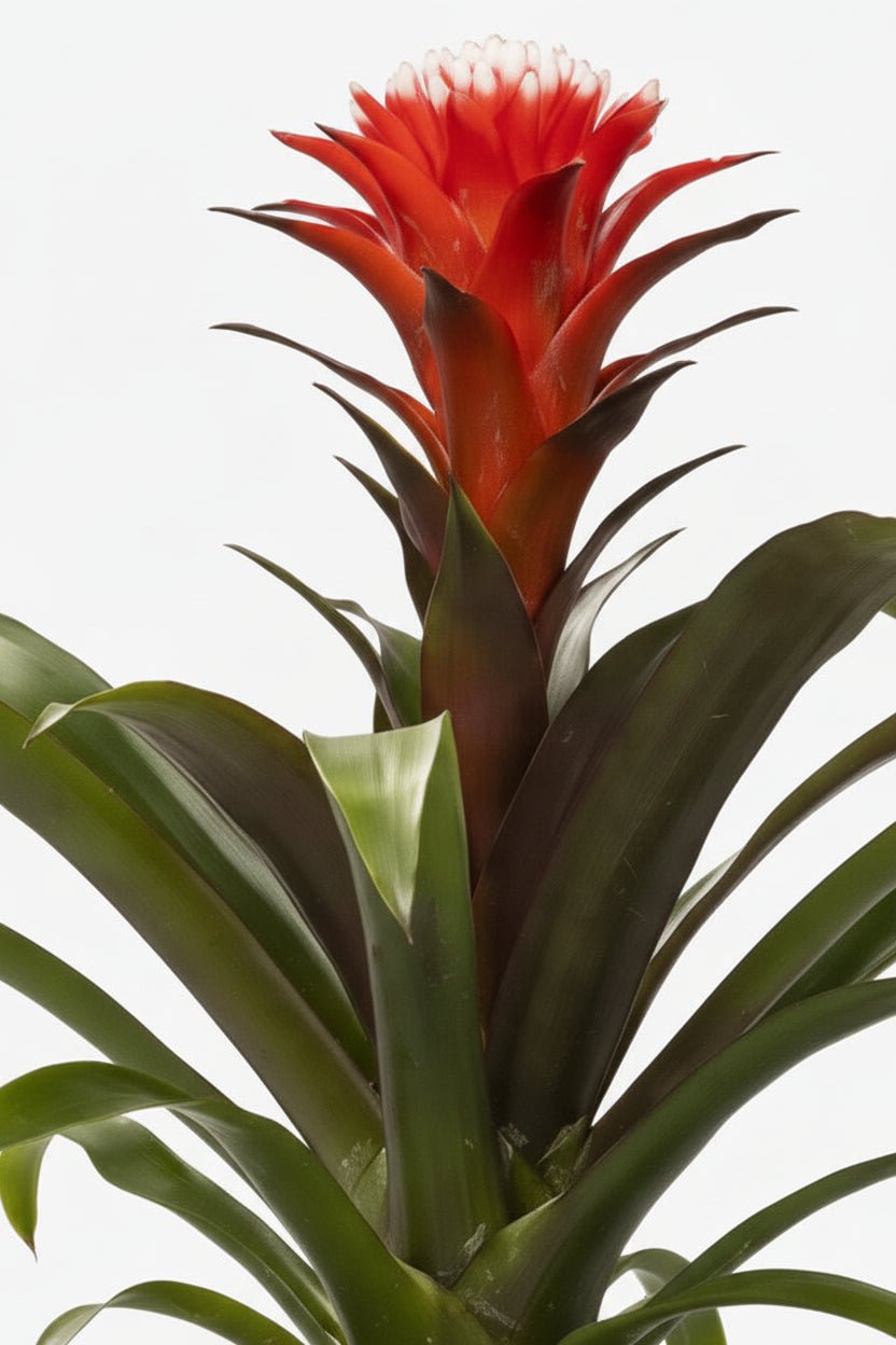 Guzmania Hope - Ø12cm - H40cm - Verdeia - 2