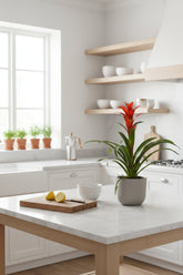 Guzmania &