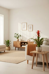 Guzmania &